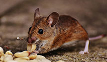 24 Hour & Emergency Exterminators in Steffenville, MO